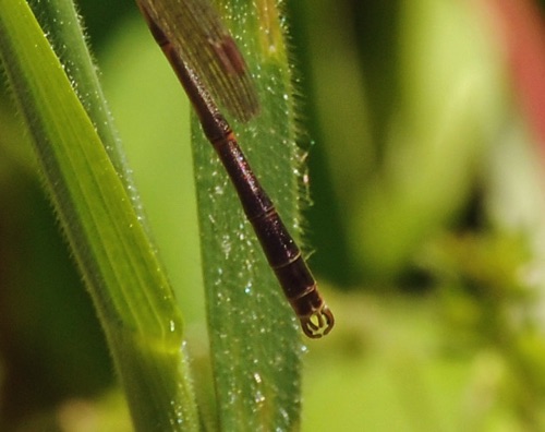 Lestes australis (Southern Spreadwing) - male